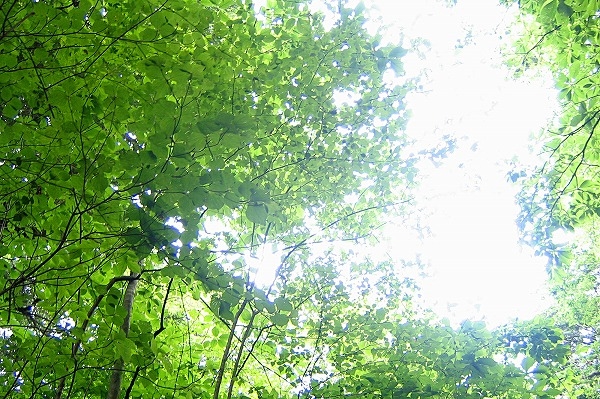 森林 新緑のフリー写真素材｜eha0008-009
