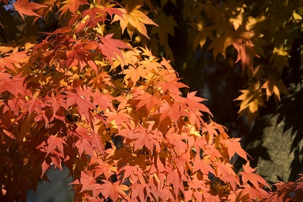 椛 もみじ 紅葉のフリー写真素材｜kis0021-009