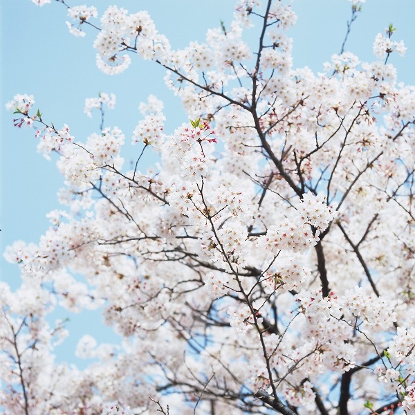 サクラ 桜の木のフリー写真素材｜sak0001-003