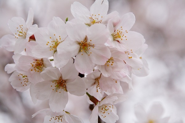 満開のサクラ 桜の花のフリー写真素材｜sak0072-009