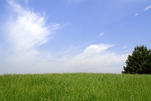 草原と夏の空 青空と木のフリー写真素材｜yam0080-009