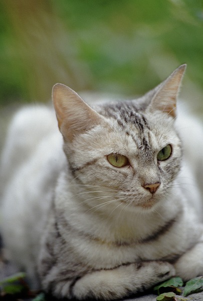 ǭcat0001-001