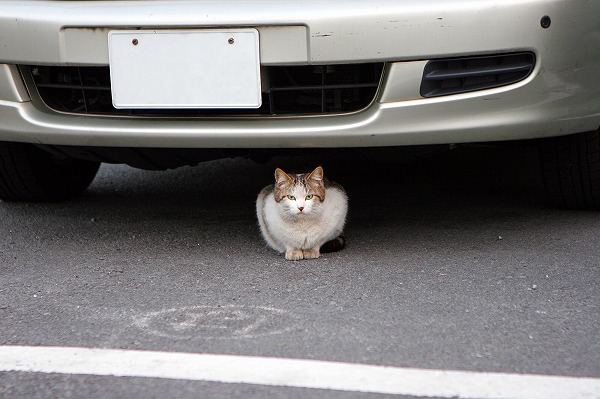 猫がエンジンルームに入る理由 進入対策方法 事故の危険性 輸送や運転ノウハウを知るならドライバータイムズ
