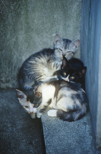 λǭ ǭcat0013-001