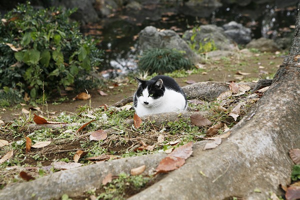 公園の猫 野良猫｜cat0014-001