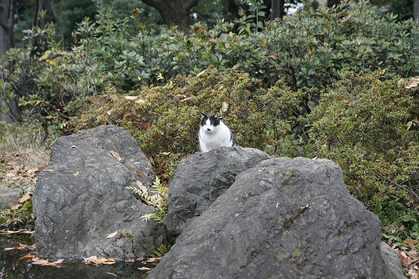 Фξǭ ǭcat0017-001