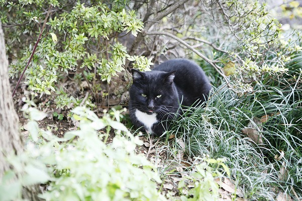 ǭ ǭcat0019-001
