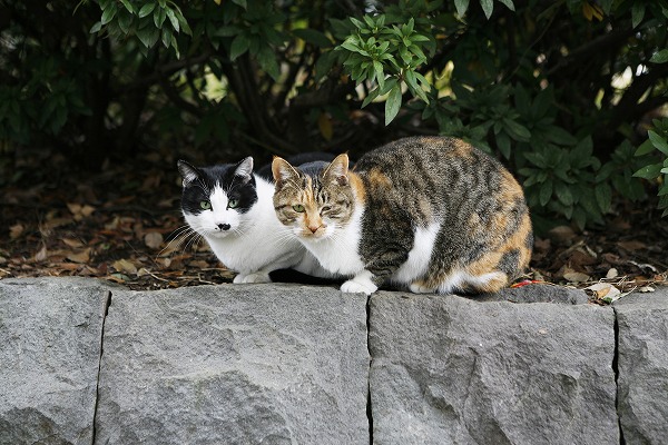 ǭ гcat0022-001