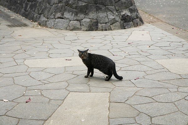 ǭ оcat0023-001
