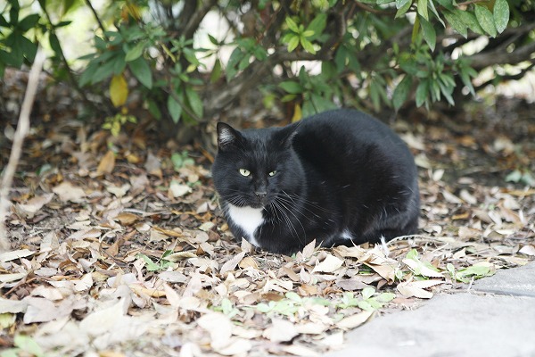 ǭ ǭcat0025-001