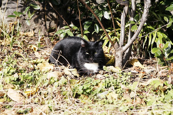 ǭcat0029-001