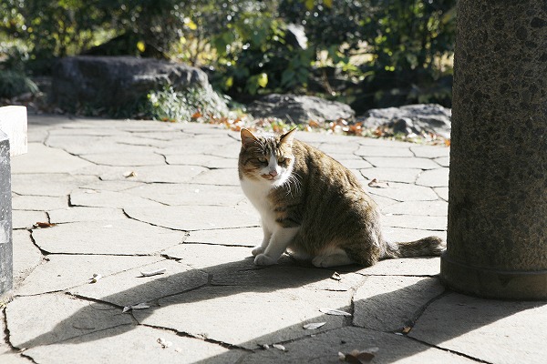 ǭcat0031-001