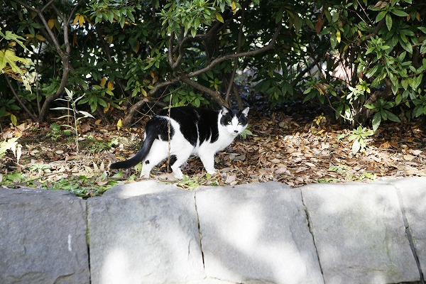 ǭcat0032-001