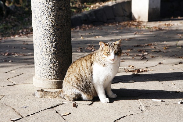 ǭcat0034-001