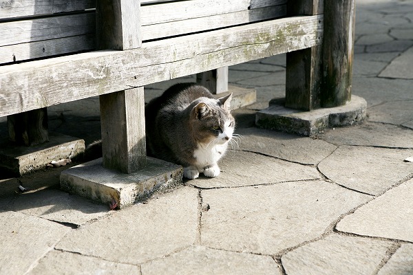 ǭcat0037-001