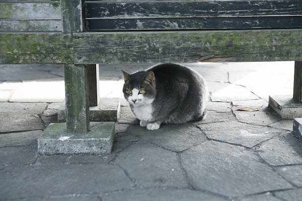 ǭcat0039-001