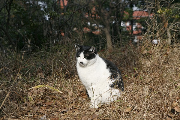 ǭcat0040-001