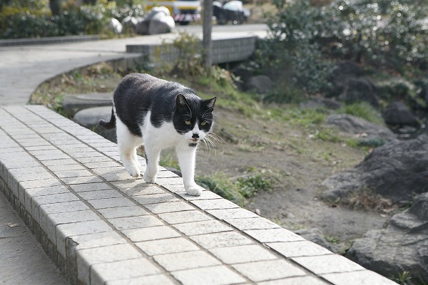 ǭcat0043-001