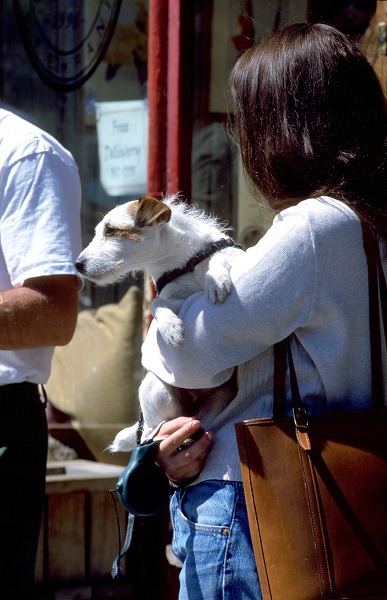  åå dog0066-023