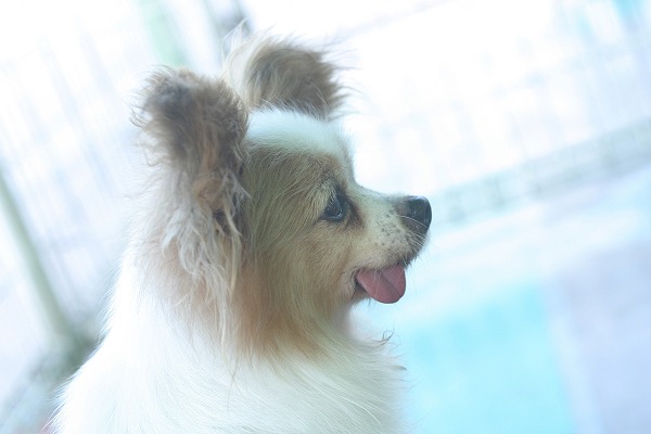  ѥԥdog0146-039