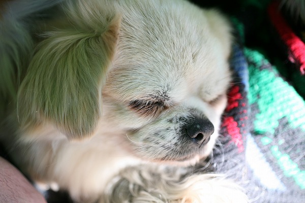 뿲븤 ڥˡdog0157-039