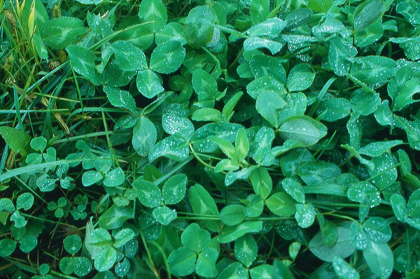 С աeha0006-004