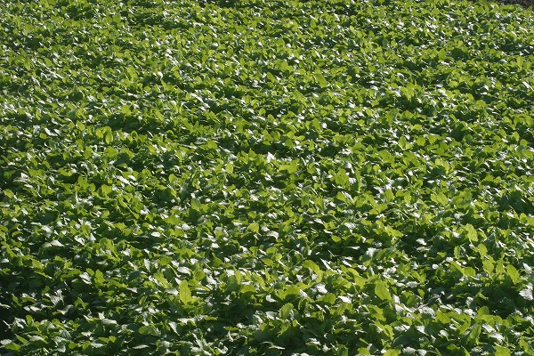 ФȪeha0094-039
