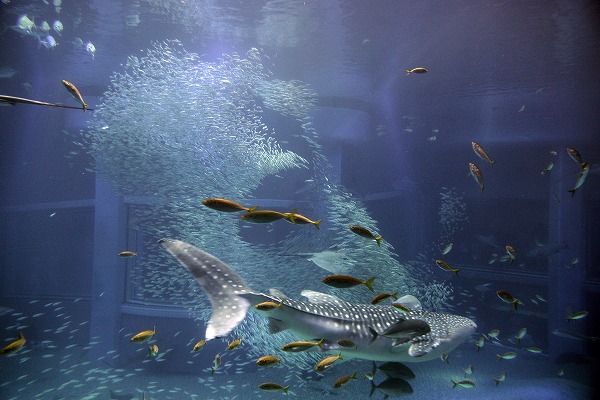 海遊館 水族館 魚の群れ ジンベエザメ のフリー素材 無料画像のプロ