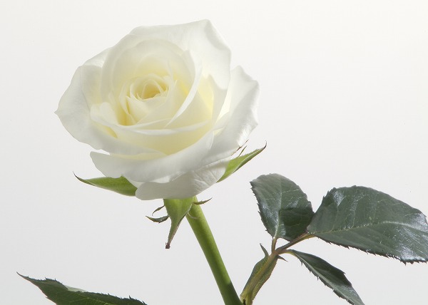 白い薔薇 バラの花のフリー素材 無料画像のプロ・フォト 無料写真素材集＞gft0037-026