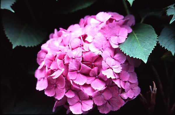 ۲ han0004-001