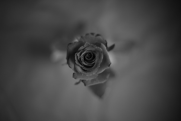 Rose 鯡han0318-063