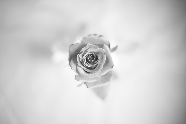 Rose 鯡han0319-063