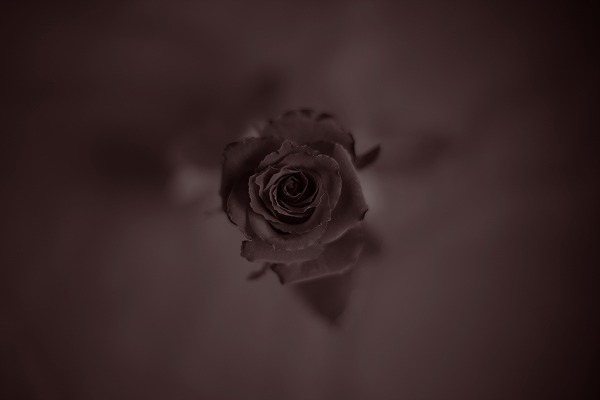 Rose 鯡han0320-063