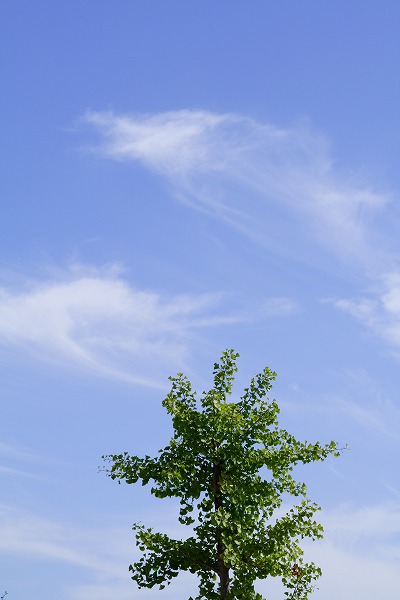 ФμڤĶkis0058-009