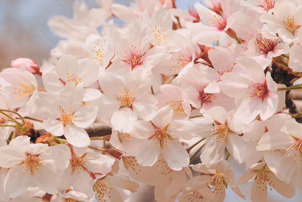 サクラ 桜の花 花びら｜sak0075-049