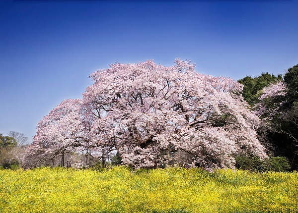 サクラ 桜の木 菜の花｜sak0109-003