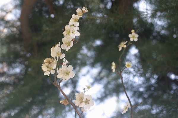  β֡ume0013-039