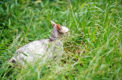 λǭ cat0012-001