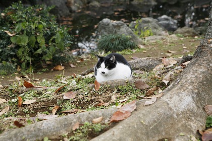 ǭ ǭ cat0014-001