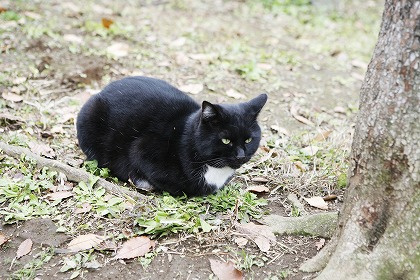 ǭ ǭ cat0015-001
