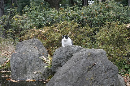 Фξǭ ǭ cat0017-001