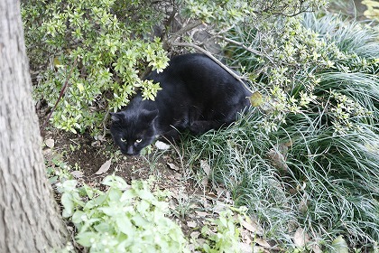 ǭ cat0018-001