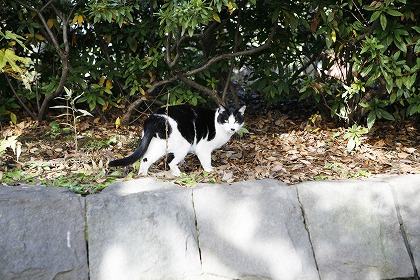 ǭ cat0032-001