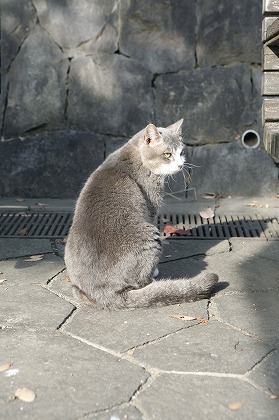 ꤫ǭ  cat0041-001