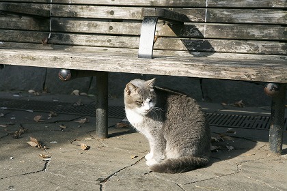 ǭ  ٥ cat0042-001