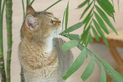 ǭȴտʪ cat0050-039