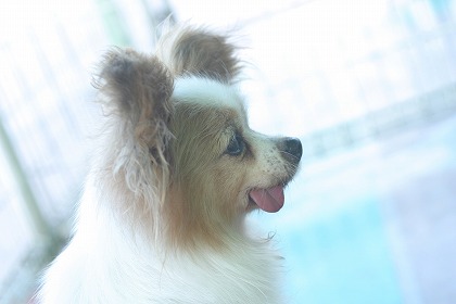  ѥԥ dog0146-039