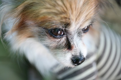  ѥԥ dog0156-039