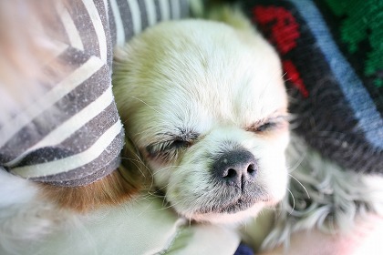 뿲븤 dog0159-039