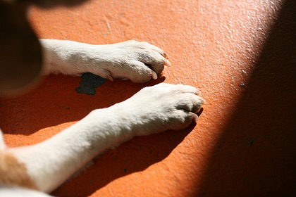 ­ dog0160-039